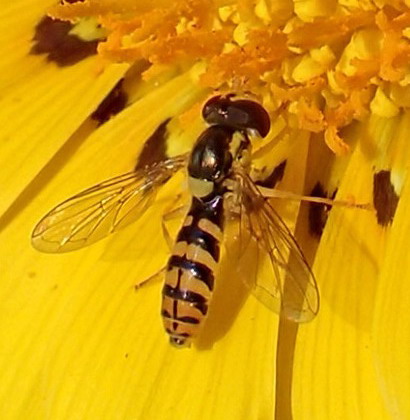 Sphaerophoria rueppellii, femmina (Syrphid)